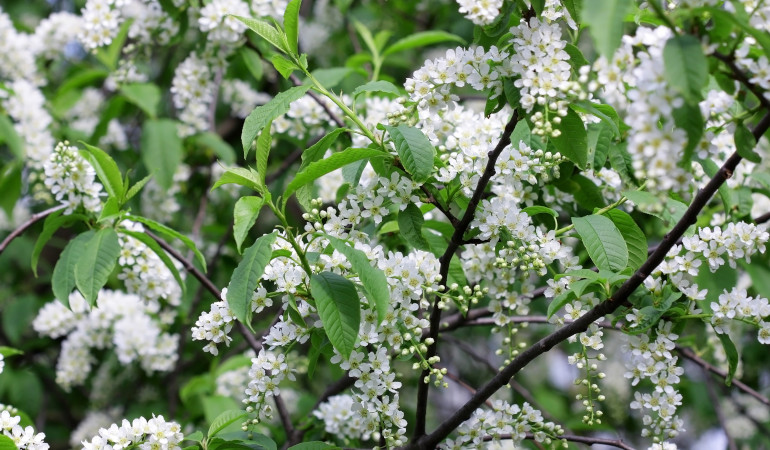 Kwiaty czeremchy zwyczajnej