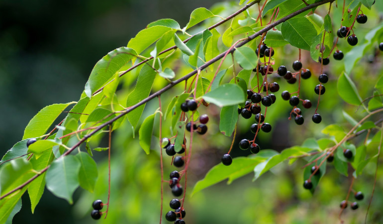 Owoce czeremchy zwyczajnej (Prunus padus)