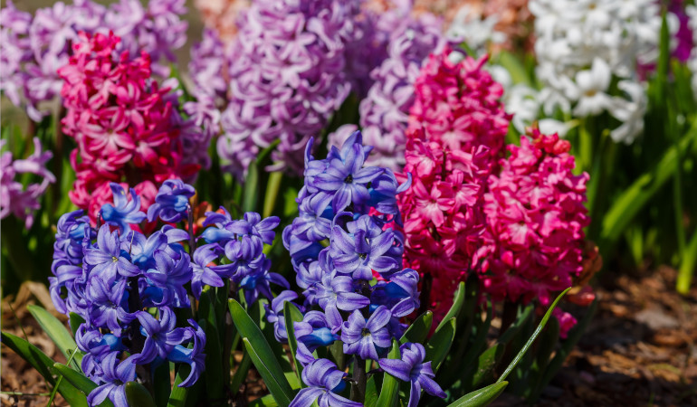 Kolorowe kwiaty hiacynt&oacute;w w ogrodzie