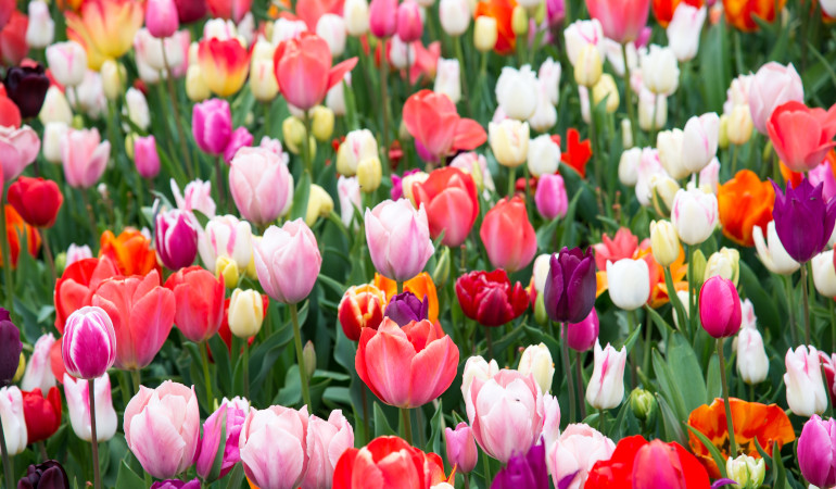 Tulipany w r&oacute;żnych kolorach w ogrodzie