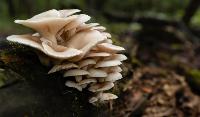 Boczniaki rosnące na wilgotnym drzewie 