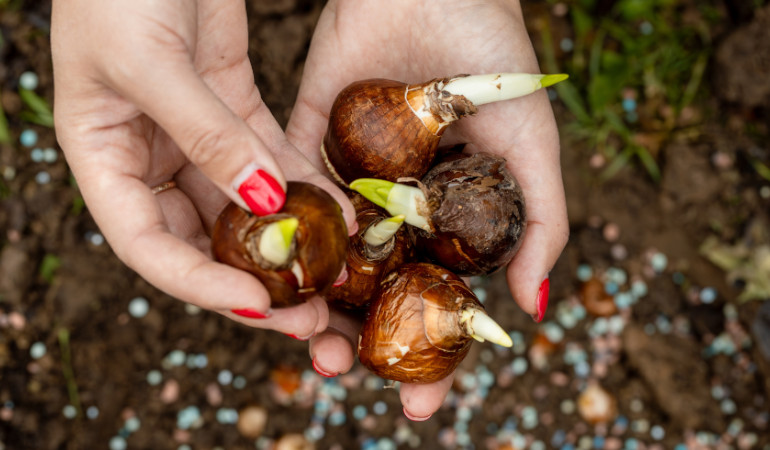 Kobieta trzyma cebulki kwiat&oacute;w nad ziemią 