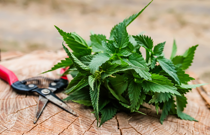 ścięta pokrzywa w ogrodzie leżaca na pniu drzewa z sekatorem obok 