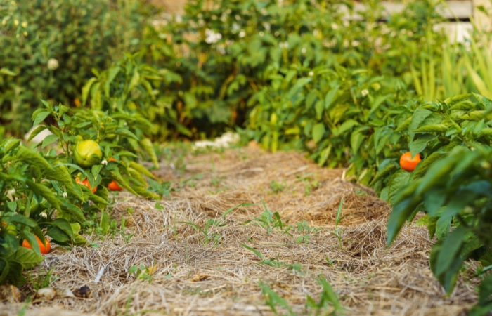Przejście między redlinami z warzywami wyłożone jest suchą trawą lub sianem. Glebę między ł&oacute;żkami posypuje się sianem, aby ograniczyć podlewanie i poprawić oddychanie