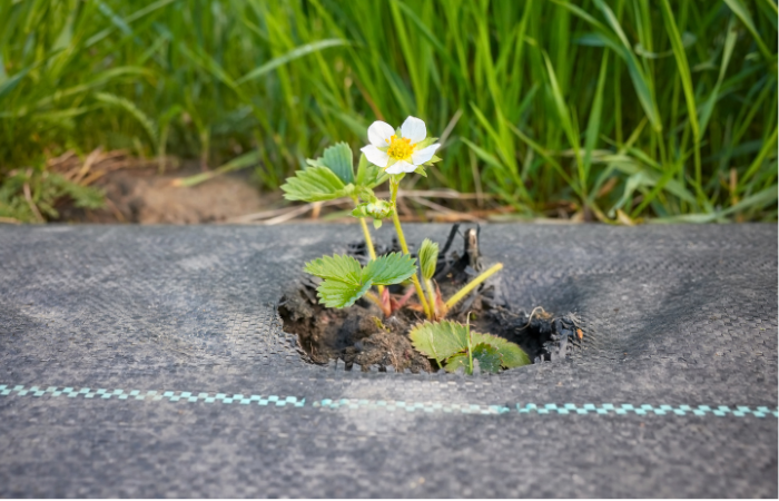 truskawka kwitnąca na polu uprawy organicznej pokrytej agrowł&oacute;kniną (matą ści&oacute;łkową z tkaniny) używaną do tłumienia chwast&oacute;w i oszczędzania wody,