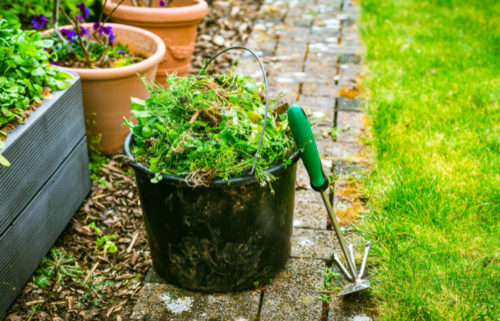 Usuwanie chwast&oacute;w w ogrodzie - wiadro pełne chwast&oacute;w