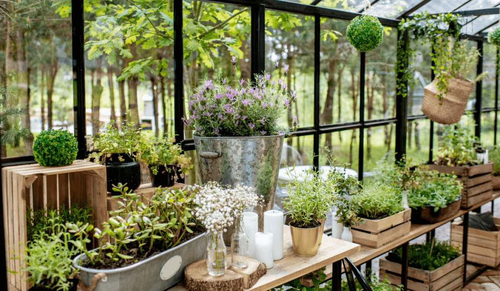 wnętrze szklarni z regałami na rośliny