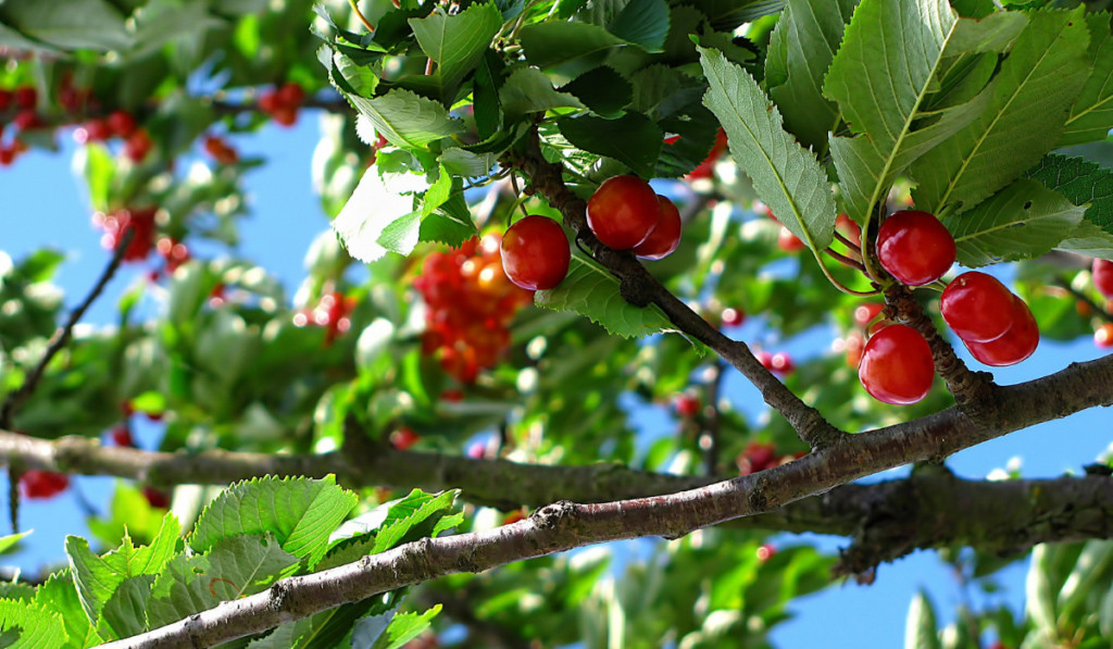 Dojrzałe czereśnie wiszące na drzewie w pogodny dzien