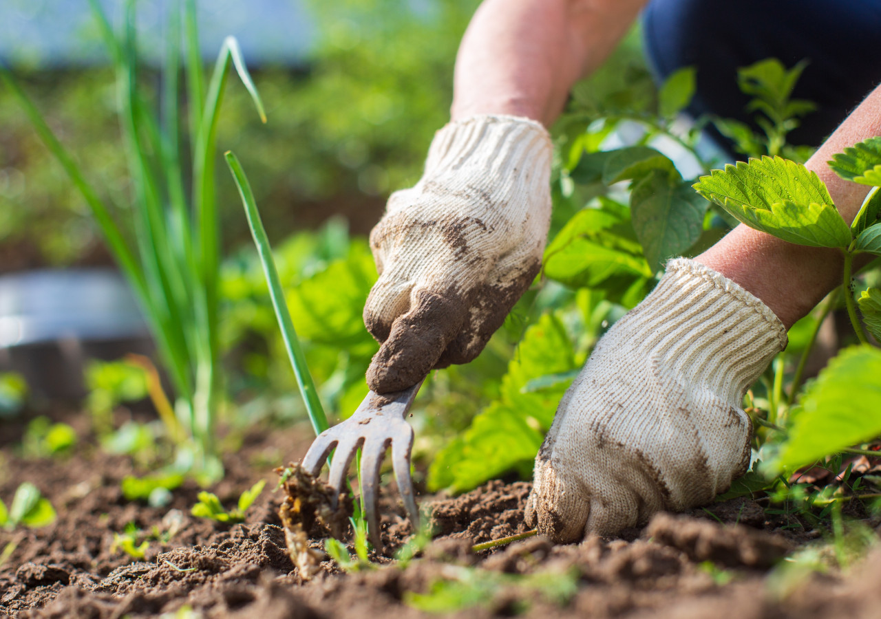 Człowiek pieli ogrodek