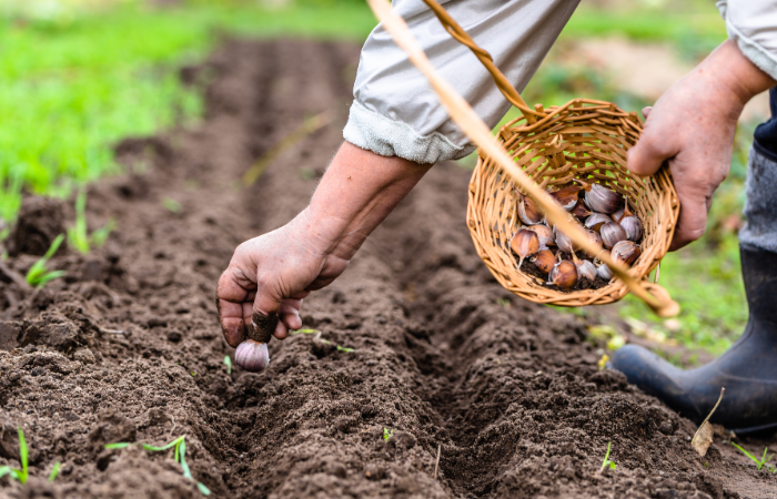 czosenk wkladany do ziemi w celu uprawy 