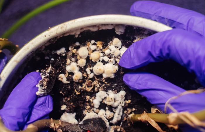 doniczka z rośliną z widoczną pleśnia w ziemi