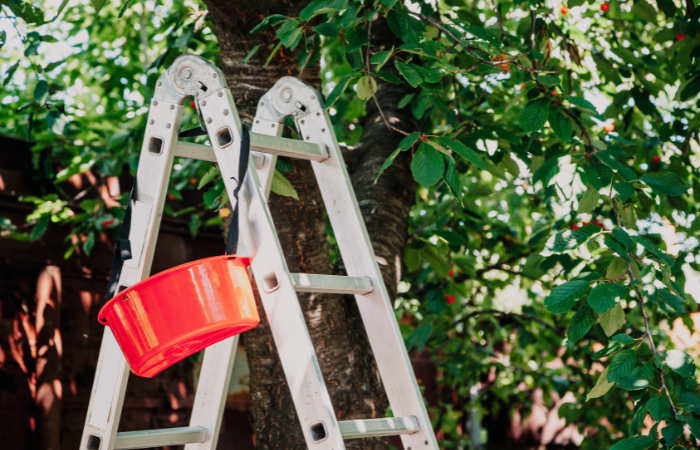 drabina z czerwonym wiaderkiem ustawiona przy drzewie w ogrodzie 