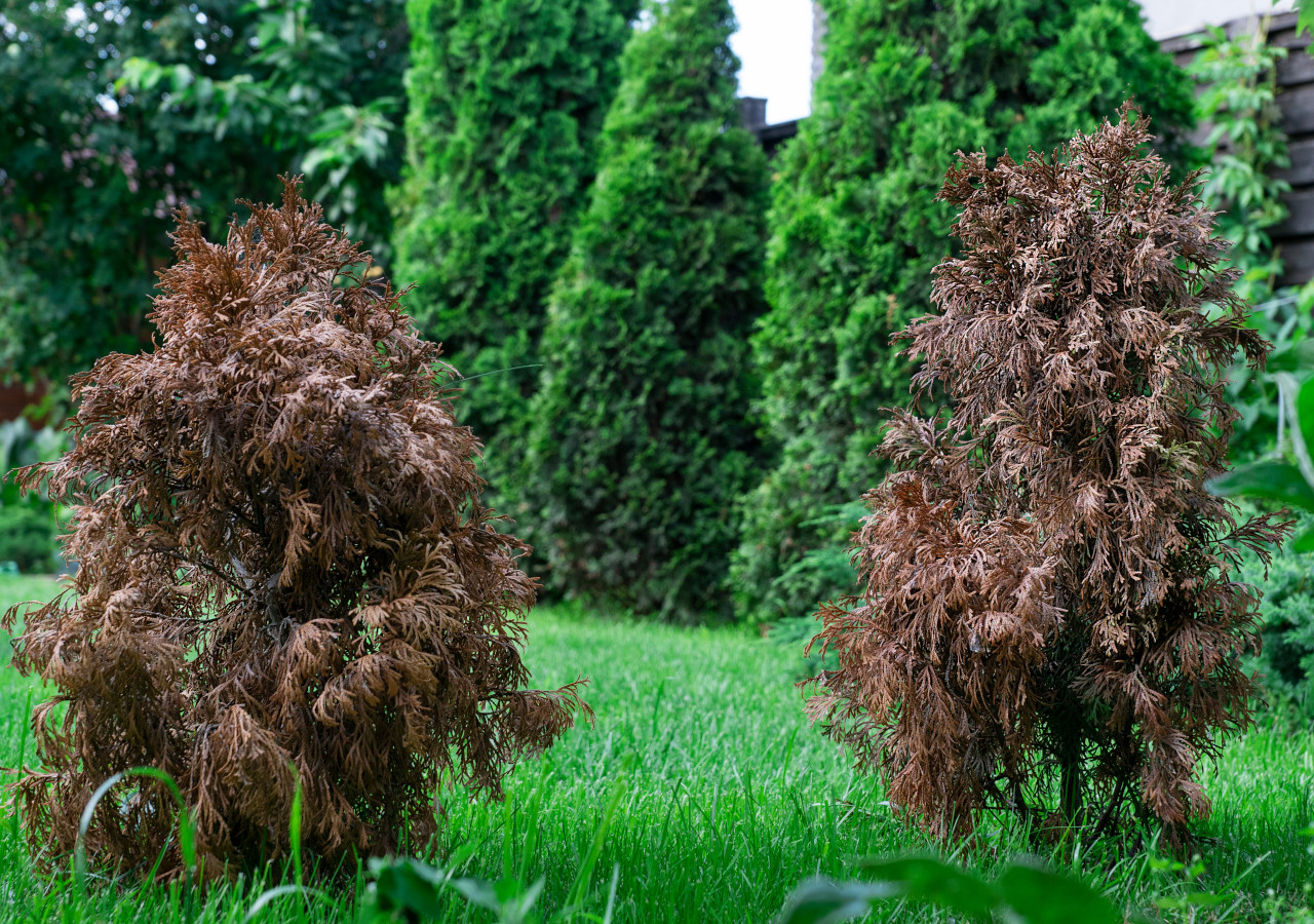 Dwie uschnięte tuje na tle zielonych, zdrowych iglaków w ogrodzie.