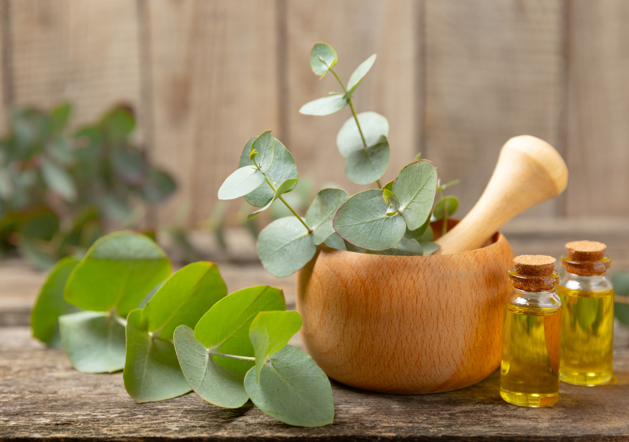 Eukaliptus w moździeżu 