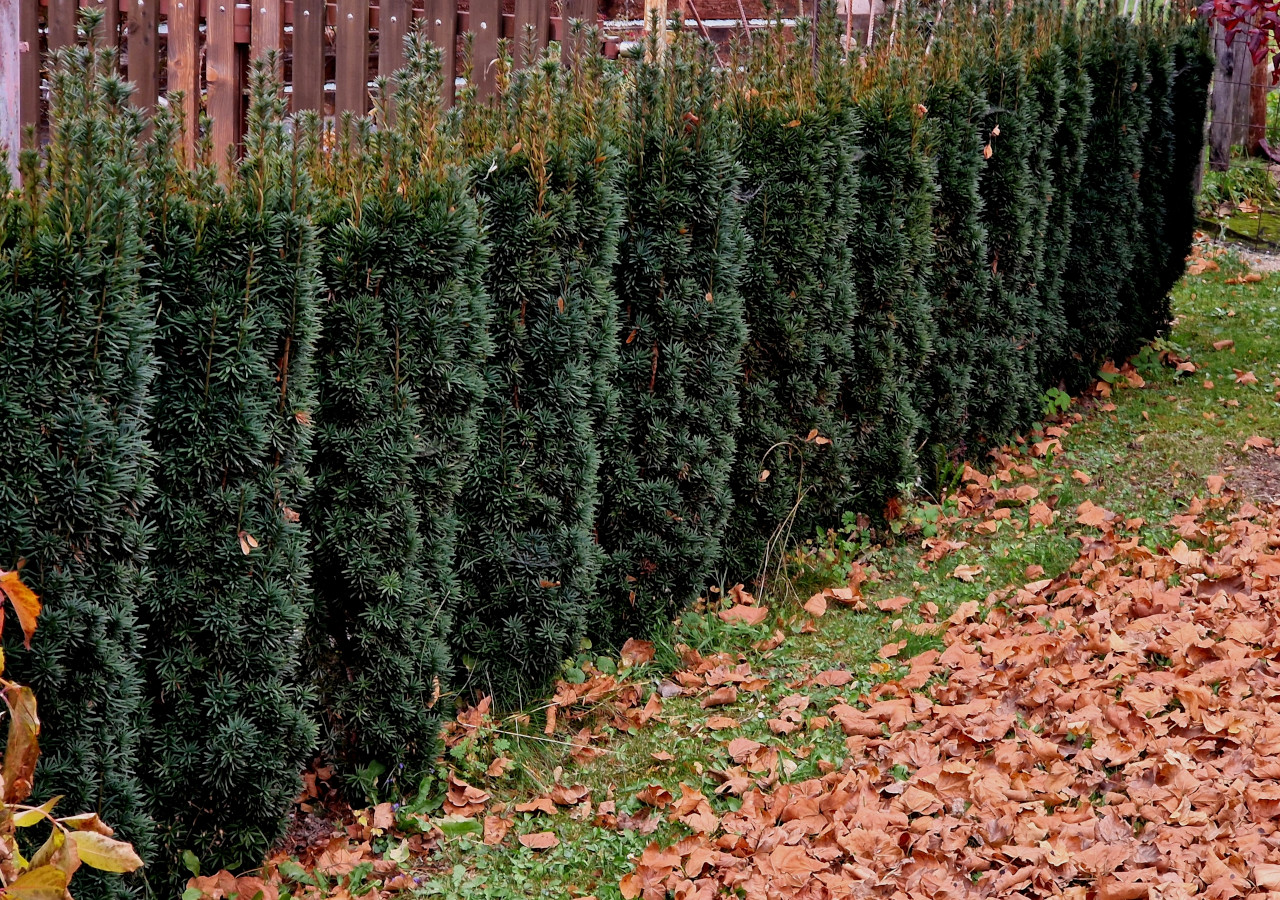 Gęsty, zielony żywopłot z cisa pospolitego w ogrodzie, otoczony jesiennymi liśćmi na ziemi