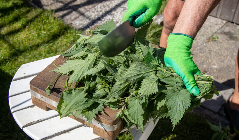 Mężczyzna kroi nożem pokrzywy w rękawiczkach