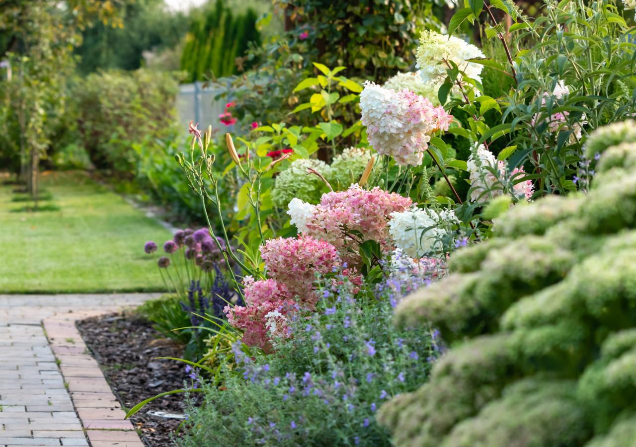 Kolorowe kwiaty hortensji w ogrodzie