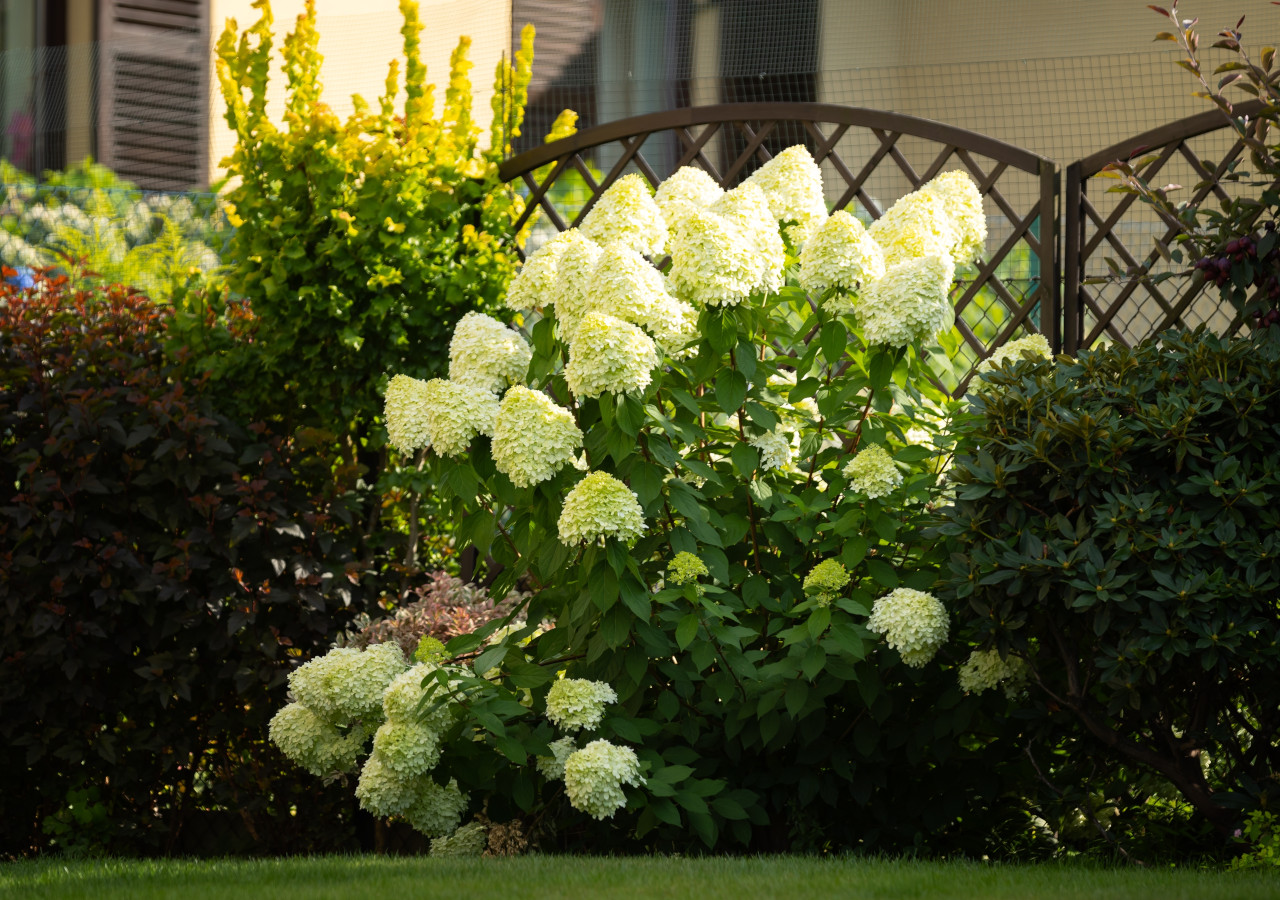 Krzew hortensji bukietowej z dużymi, stożkowymi kwiatostanami w kolorze kremowo-białym rośnie przy ogrodzeniu w ogrodzie