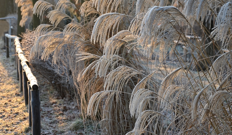 Ozdobna trawa pokryta śniegiem, drewniany płot przed trawą