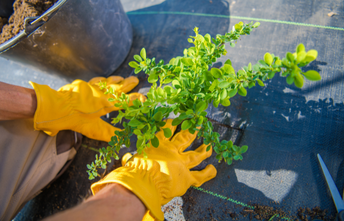 ogrodnik w ż&oacute;łtych rękawicach wysadzający sadzonki warzyw w ogrodzie na agrowł&oacute;kninie