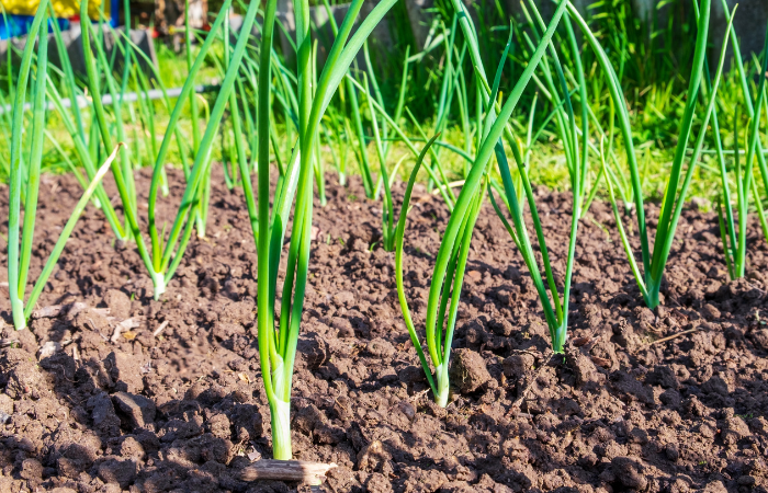 wieloletnia cabula w ogr&oacute;dku 