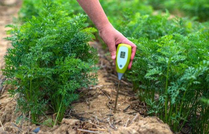 działkowicz sprawdza ph gleby na grządkach z marchewką 