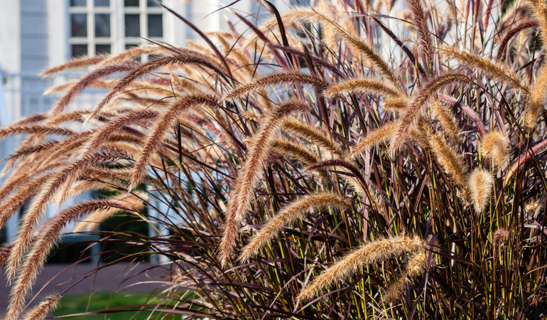 Trawa ozdobna w ogrodzie, powiewająca na wietrze
