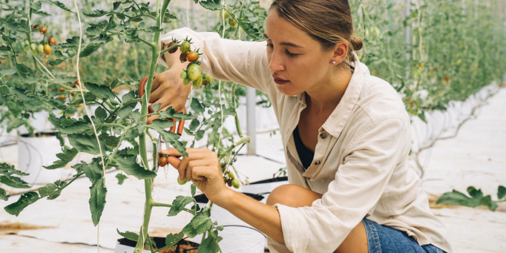 Kobieta pielęgnuje pomidory 
