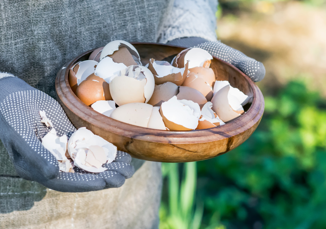 Kobieta wyrzuca skorupki jajka na kompostownik w drewnianej misce 
