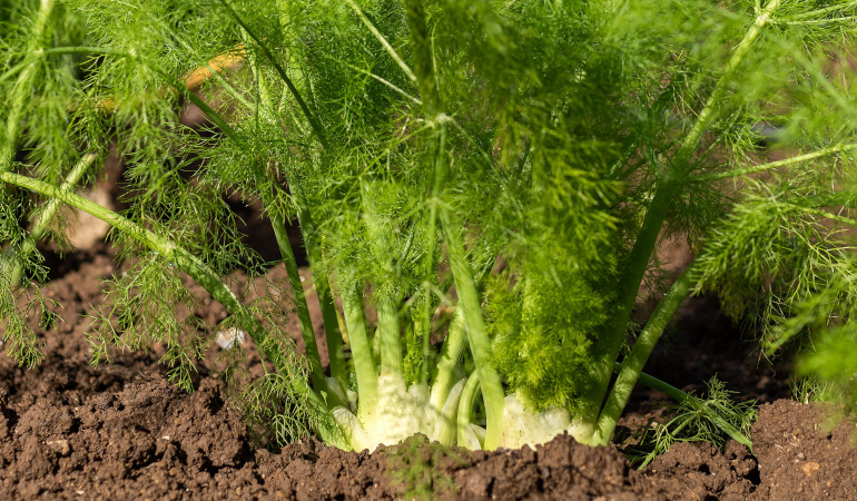 Koper włoski w ziemi