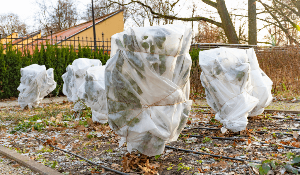 Drzewa zabezpieczone przezroczystą folią 
