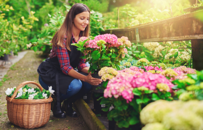 Młoda kobieta trzyma w dłoniach rośliny doniczkowe r&oacute;żowe hortensje, jak klęka w chodniku między roślinami z koszem świeżych białych kwiat&oacute;w 