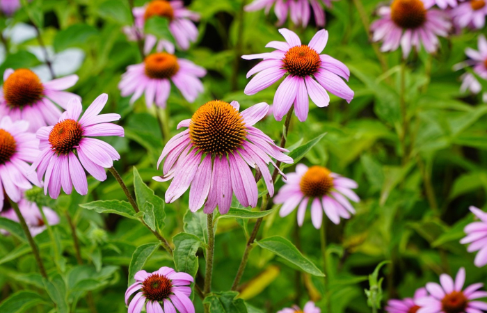 og&oacute;r&oacute;d z jeż&oacute;wką purpurową 
