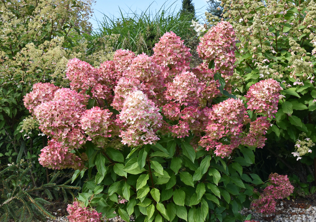 Kwitnący krzew hortensji bukietowej z dużymi r&oacute;żowymi kwiatostanami rosnący w ogrodzie.