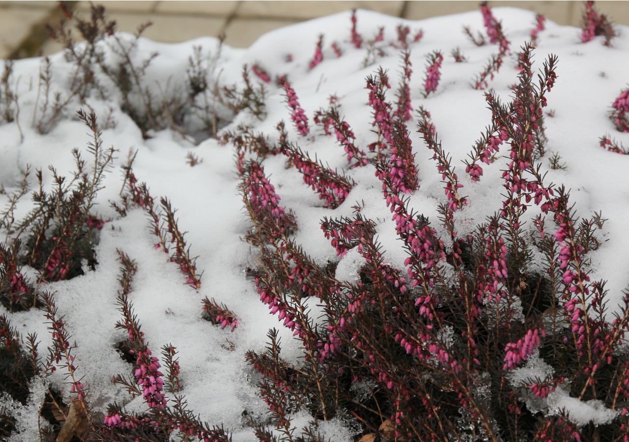 Kwitnący wrzosiec o różowych kwiatach wystający spod śniegu w ogrodzie