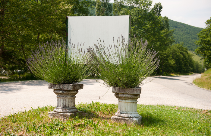 lawenda posadzona w doniczkach i ustawiona na zielonym klombie 