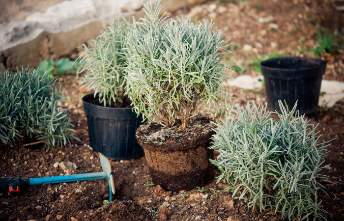 lawenda w ogrodzie przygotowana do przedadzenia 