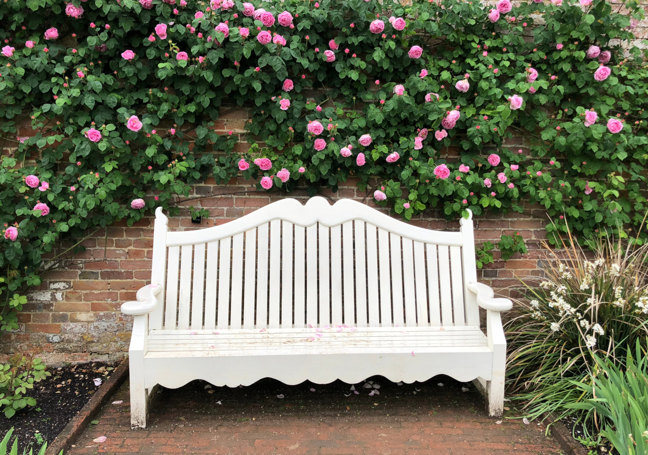 Biała ławka pod r&oacute;żowym krzakiem r&oacute;ż, kt&oacute;ry oblepia ścianę 