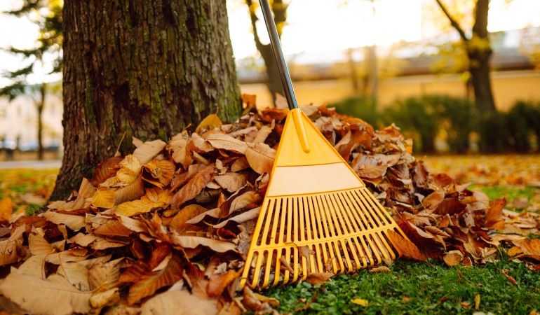 Jesienne liście pod drzewem