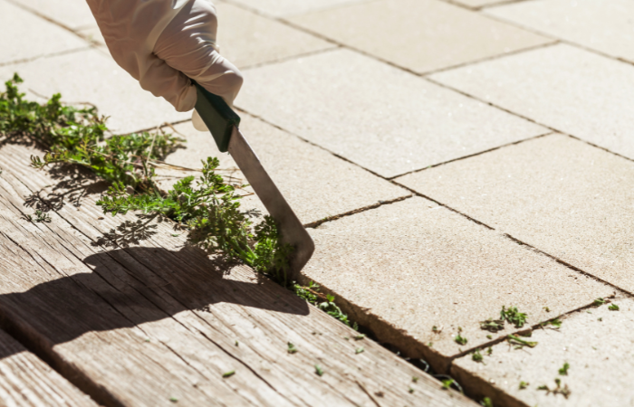 Narzędzie do usuwania chwast&oacute;w. Usuwanie chwast&oacute;w z kostki brukowej w ogrodzie. Ludzka ręka usuwa chwasty.
