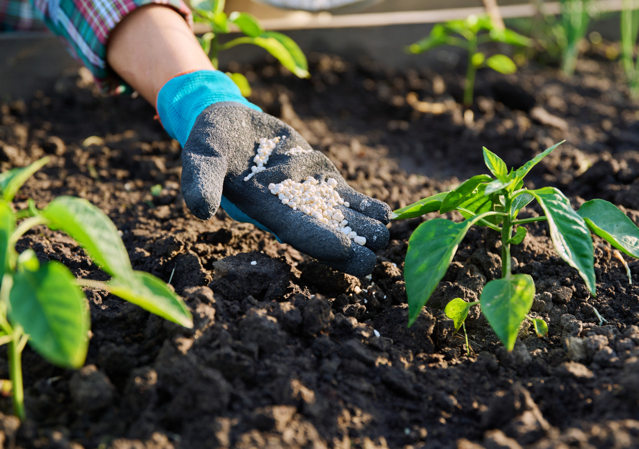Mężczyzna podkłada naw&oacute;z pod roślinę