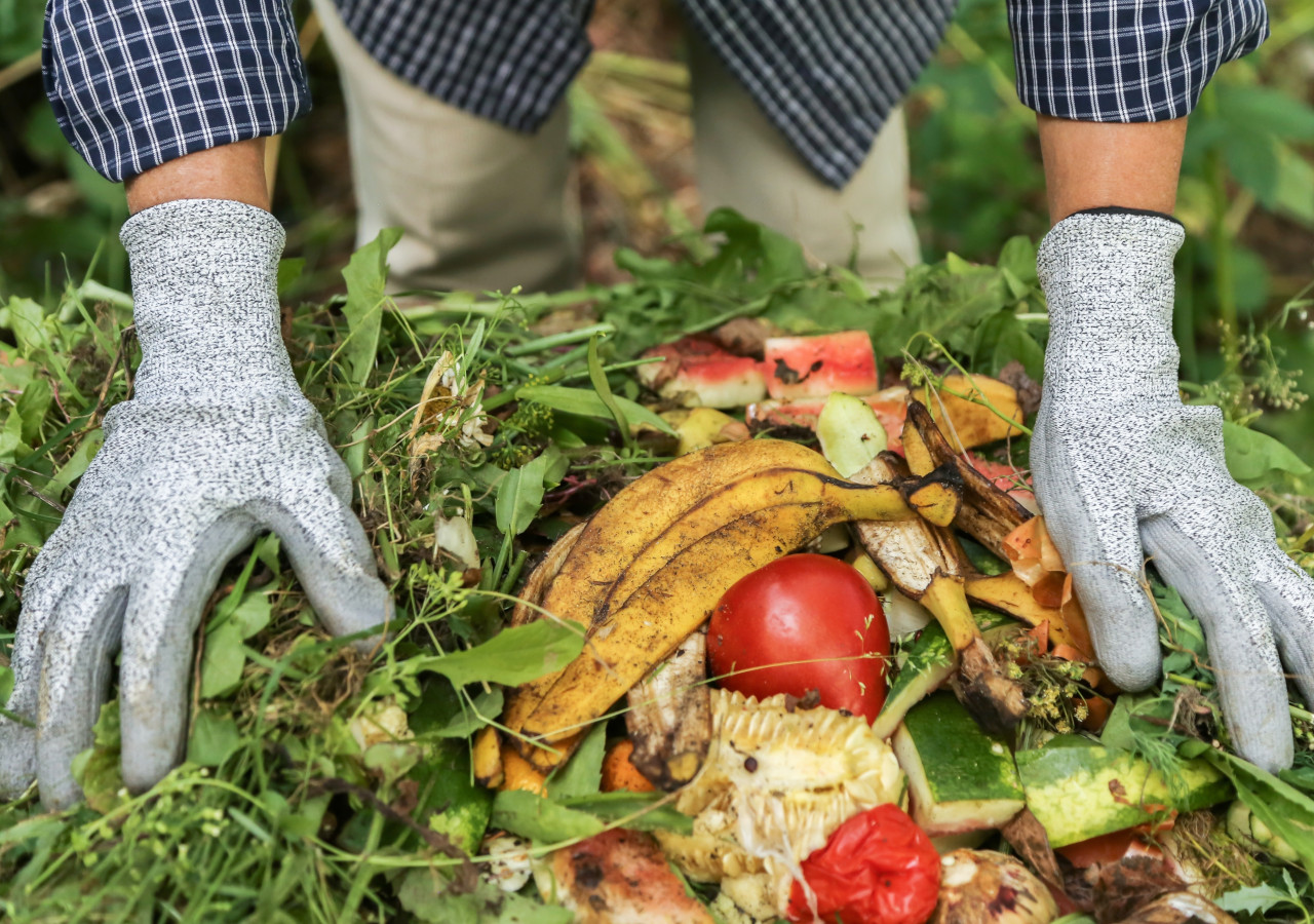 Mężczyzna układa obierki na kompostowniku