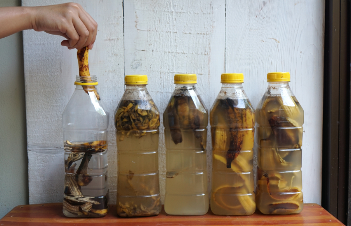 Sk&oacute;rki banan&oacute;w moczy się w butelkach z przeznaczeniem do wykorzystania jako płynny naw&oacute;z organiczny zawierający dużo pierwiastk&oacute;w potasu i azotu