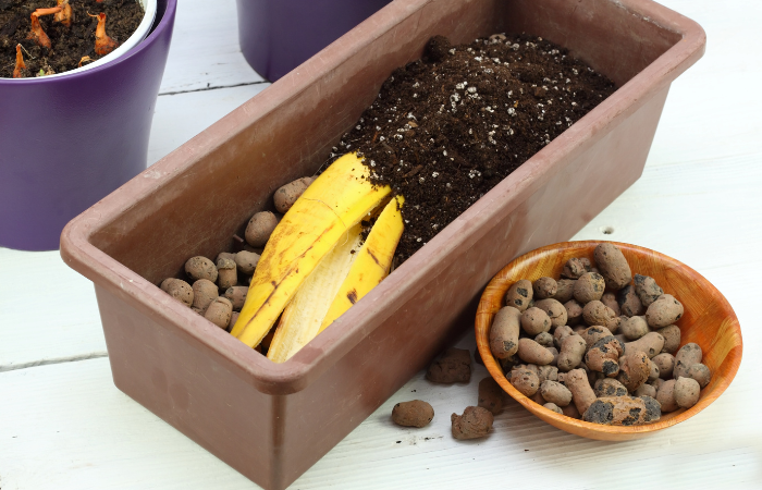 Sk&oacute;rka banana nadaje się do nawożenia roślin. Ekologiczny, naturalny spos&oacute;b nawożenia roślin i kwiat&oacute;w w pomieszczeniach zamkniętych.