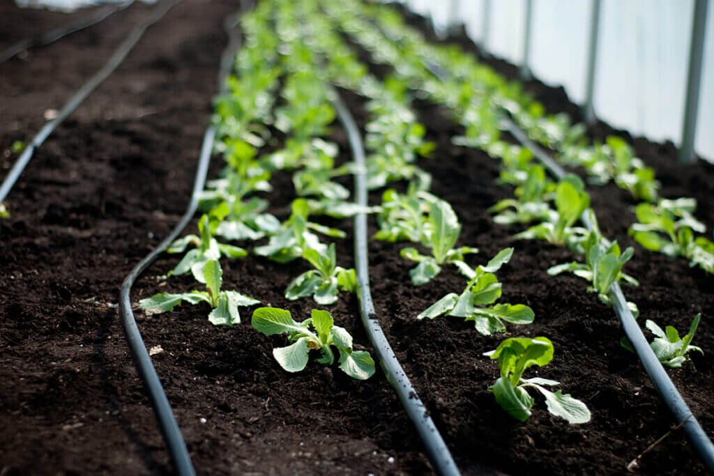 Grządki w szklarni ogrodowej w czarnej ziemi