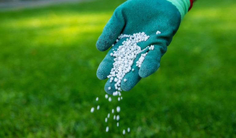Nawożenie trawnika białym nawozem przez człowieka w niebieskich rękawicach 