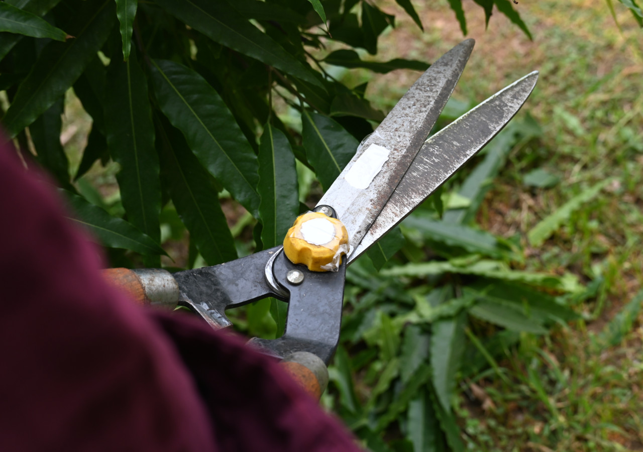 Nożyce przycinające liście w ogrodzie