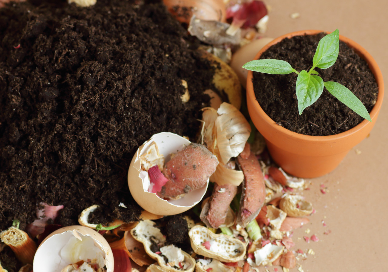 Obierki obok doniczki z rośliną