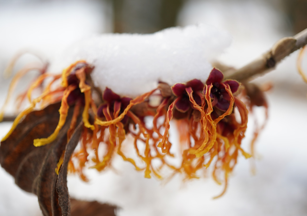 Oczar o żółtych kwiatach w lesie pokrytym śniegiem