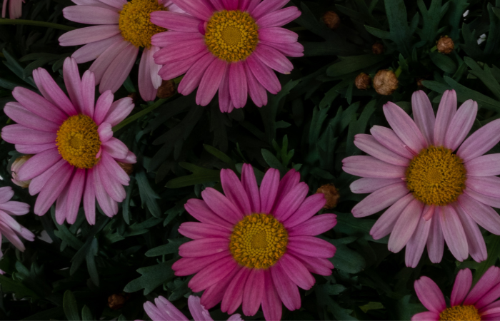 piękne r&oacute;żowe stokrotki na zielonym tle